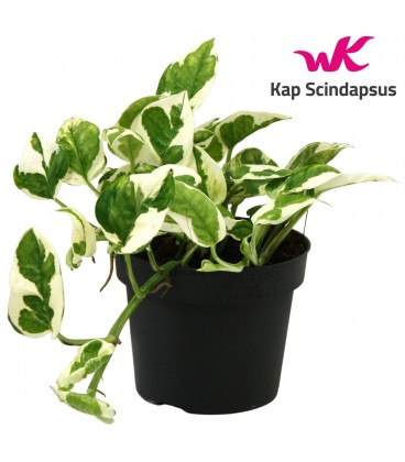 Pothos Panaché Pot de 12