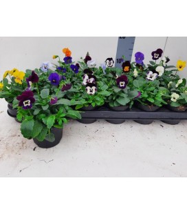 Pensée viola cornuta Ø 09