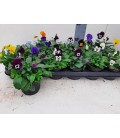 Pensée viola cornuta Ø 09
