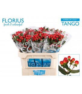 Hypericum coco Tango 70 cm