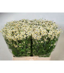 Matricaire Cameron 65 cm