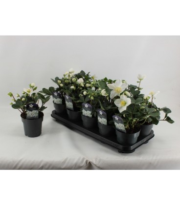 Hellebore Chrys Carol Extra Ø 12