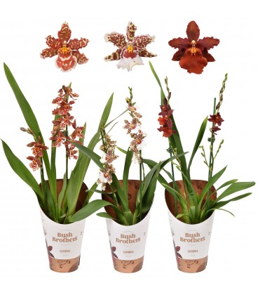 Cambria mix Ø 12 h 65 cm