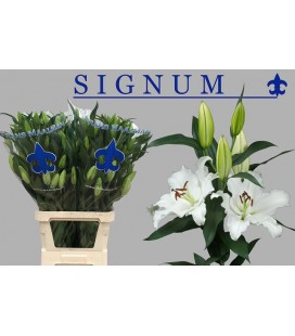 Lys Or Signum 100 Cm 
