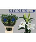 Lys Or Signum 100 Cm 