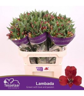Alstromeria Lambada 