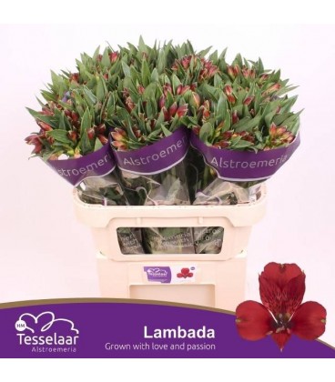 Alstromeria Lambada 60 cm