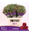Alstromeria Lambada 60 cm