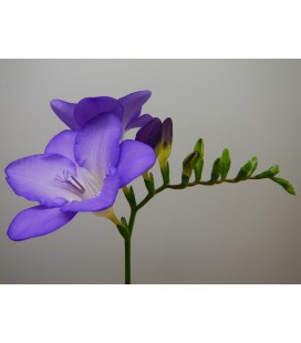 Freesia double Mercurius