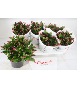 Schlumbergrea Flame red Ø 15