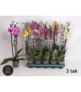 Phalaeno Ø 12 h 60 mix 5 coul 3 b