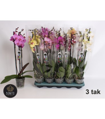 Phalaeno Ø 12 h 60 mix 5 coul 4B