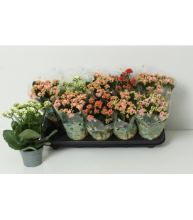 Kalanchoe Ø 10.5