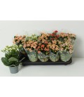 Kalanchoe Ø 10.5