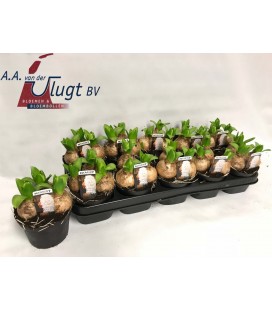 Jacinthe White Pearl Pot de 12