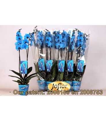 Phalaenopsis teinté bleu 