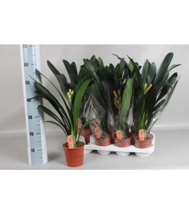 Clivia Minerva Ø 13