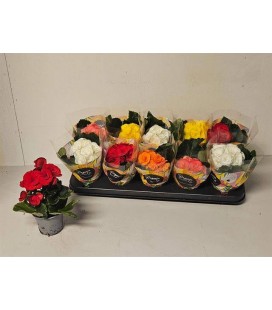 Begonia Eliator Ø 09