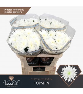 Chrysantheme G Topspin