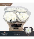 Chrysantheme G Topspin