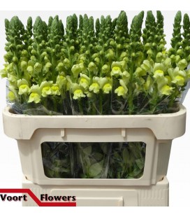 Muflier Nante Yellow 75 cm