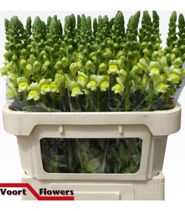 Muflier Nante Yellow 75 cm