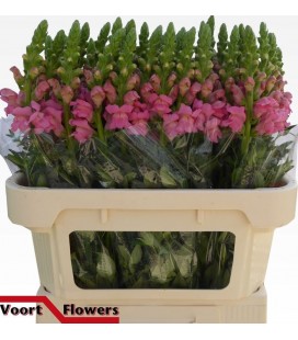 Muflier cool Rose 75 cm