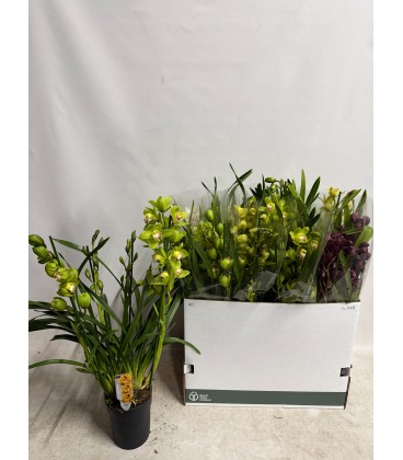 Cymbidium mix Ø 14 h 70 4 b