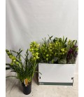 Cymbidium mix Ø 14 h 70 4 b