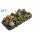 Succulente mix Ø 8.5