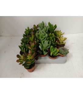 Plantes grass mix pot 5.5