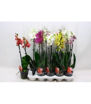 Phalaenopsis mix 1branchue p12 h75