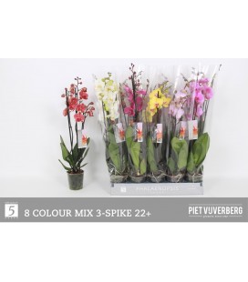 Phalaenopsis Mix Ø 12 h 65 / 70 3 b