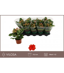 Kalanchoe Amador Red pot 10.5 cm