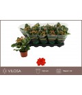 Kalanchoe Amador Red pot 10.5 cm