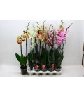 Phalaenopsis mix 1branchue p12 h75