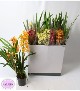 Cymbidium mix Ø14 h 85 cm 4 fl