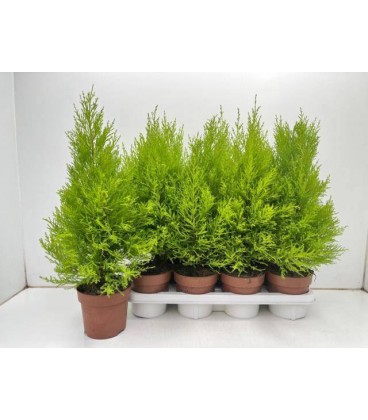 Gold crest Wilma Ø 14 