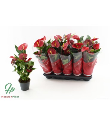 Anthurium Success red Ø14