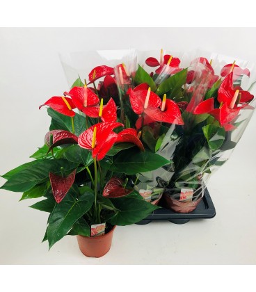 Anthurium Red Bull Ø 17