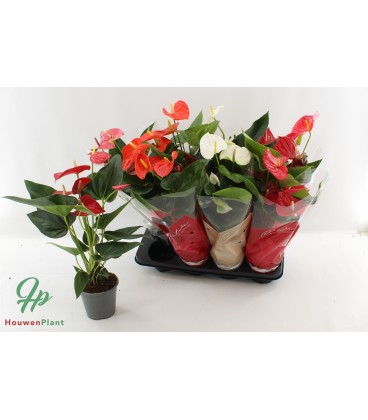 Anthurium mix coul Ø14
