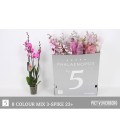 Phalaenopsis Mix Ø 12 h 65 cm 3 b
