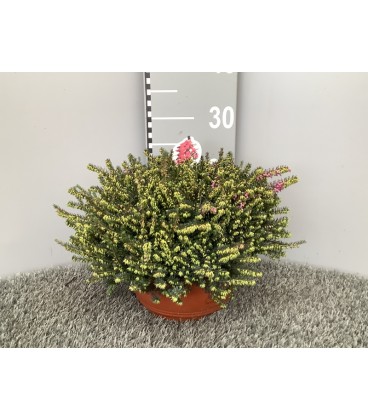 Erica Darleyensis coupe 23 cm