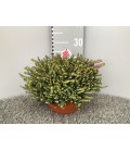 Erica Darleyensis coupe 23 cm
