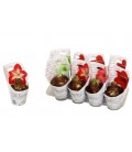 Amaryllis Red Lion Pot de 14