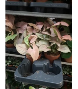 Syngonium podophyllum Ø 12