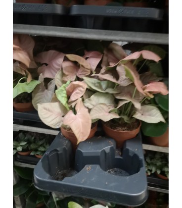 Syngonium podophyllum Ø 12