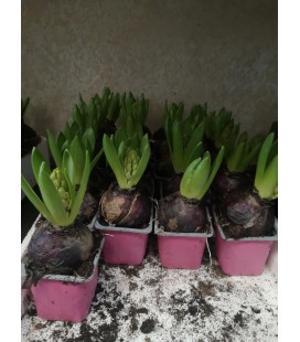 Jacinthe Rose Ø 08 Gros bulbe