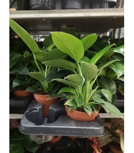 Philodendron Green Princess pot 12 