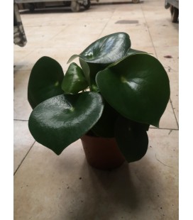 Peperonia polybot raindrop Ø 12